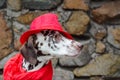 Dalmatian dog in a red hat and a scarf with tassels sits on the Royalty Free Stock Photo