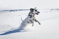 Dalmatian dog running and jumping Royalty Free Stock Photo