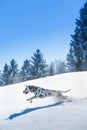 Dalmatian dog running and jumping in snow Royalty Free Stock Photo