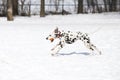 Dalmatian dog running in profile with orange ball in mouth