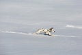 Dalmatian dog running in snow Royalty Free Stock Photo