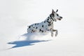 Dalmatian dog running in snow Royalty Free Stock Photo
