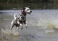 Dalmatian dog running in water