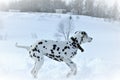 Dalmatian dog running on white snow in winter Royalty Free Stock Photo