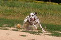 Dalmatian dog runs and plays with the ball Royalty Free Stock Photo