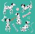 Dalmatian dog set. Cute puppy and toys.