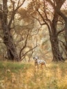 A Dalmatian dog sits poised among the gnarled olive trees Royalty Free Stock Photo