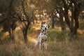 A Dalmatian dog sits poised among the gnarled olive trees Royalty Free Stock Photo