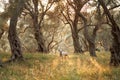 A Dalmatian dog sits poised among the gnarled olive trees Royalty Free Stock Photo