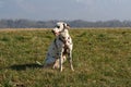 A Dalmatian dog in the country Royalty Free Stock Photo