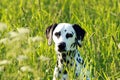 Dalmatian dog sitting in meadow Royalty Free Stock Photo