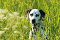 Dalmatian dog sitting in meadow Royalty Free Stock Photo