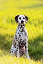 Dalmatian dog sitting in meadow Royalty Free Stock Photo