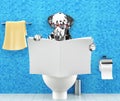 Dalmatian dog sitting on a toilet seat with digestion problems or constipation reading magazine or newspaper Royalty Free Stock Photo