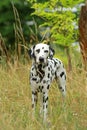 Dalmatian dog is standing in nature in summer Royalty Free Stock Photo