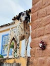 dalmatian dog standing on top of the wall Royalty Free Stock Photo