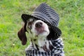 Dalmatian dog in a striped hat and a plaid scarf around his neck