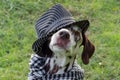 Dalmatian dog in a striped hat and a plaid scarf around his neck