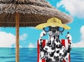 Dalmatian dog sunbathing on a beach chair and looking through binoculars. 3d render