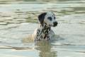 Dalmatian dog swimming in a lake
