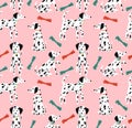 Dalmatian dog and toys. Cute puppy play.