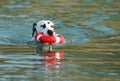 Dalmatian dog with water toy in summer