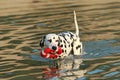 Dalmatian dog with water toy in summer