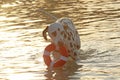 Dalmatian dog with water toy in summer