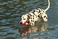 Dalmatian dog with water toy in summer