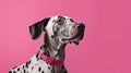 Vibrant Dalmatian Portrait: High-resolution, Colorful Dog On Pink Background