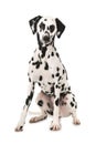 Dalmatian dog on white background Royalty Free Stock Photo