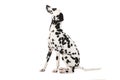 Dalmatian dog on white background Royalty Free Stock Photo