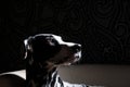 Dalmatian dog on a white chair in a steel-gray interior. Hard studio lighting. Artistic portrait close up