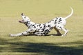 Dalmatian dog