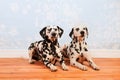 Dalmatian dogs laying at the floor