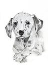 Dalmatian drawing portrait