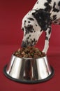 Dalmatian Eating Food From Bowl Royalty Free Stock Photo