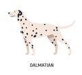 Dalmatian. Gorgeous funny purebred dog isolated on white background. Beautiful cute domestic animal or pet with spotted