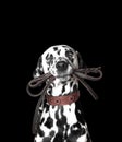 Dalmatian is holding the leash