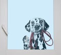 Dalmatian is holding the leash in its mouth looking through the Royalty Free Stock Photo
