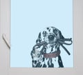 Dalmatian is holding the leash in its mouth looking through the Royalty Free Stock Photo