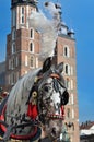 Dalmatian horse in cariage Krakow Royalty Free Stock Photo