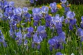 Dalmatian Iris or Sweet Iris (Iris pallida. kit Karlsruhe, botanical garden
