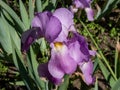 The Dalmatian iris or sweet iris (Iris pallida) blooming with pale purplish to whitish flowers in the garden