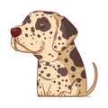 A Dalmatian, isolated vector illustration. Cute cartoon picture for children of a kind calm dog. Drawn dog sticker