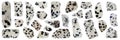 Dalmatian jasper stones set texture on light white isolated background. Macro closeup