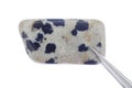 Dalmatian jasper stone texture in tweezers on white light isolated background. Macro closeup