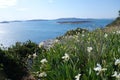 Dalmatian landscape, Adriatic sea view with beautiful white Iris Croatica flowers