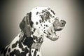 Dalmatian licking mouth, black and white