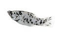 Dalmatian Molly - Poecilia latipinna Royalty Free Stock Photo